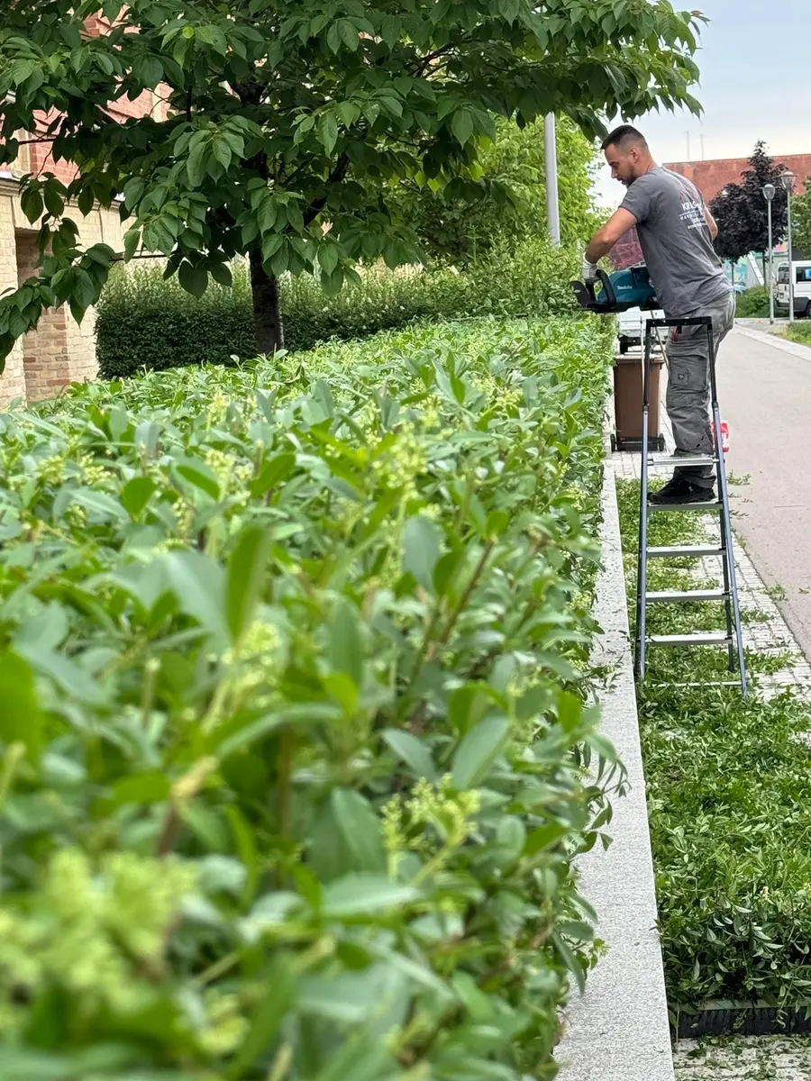 Gepflegte Grundstücksgrenze mit dichter Hecke
