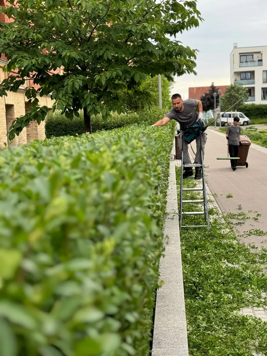 Team von Hausmeisterservice Krasniqi beim Schnitt einer hohen Hecke