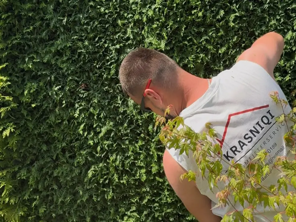 Mitarbeiter zieht die Oberkante einer hohen Hecke nach