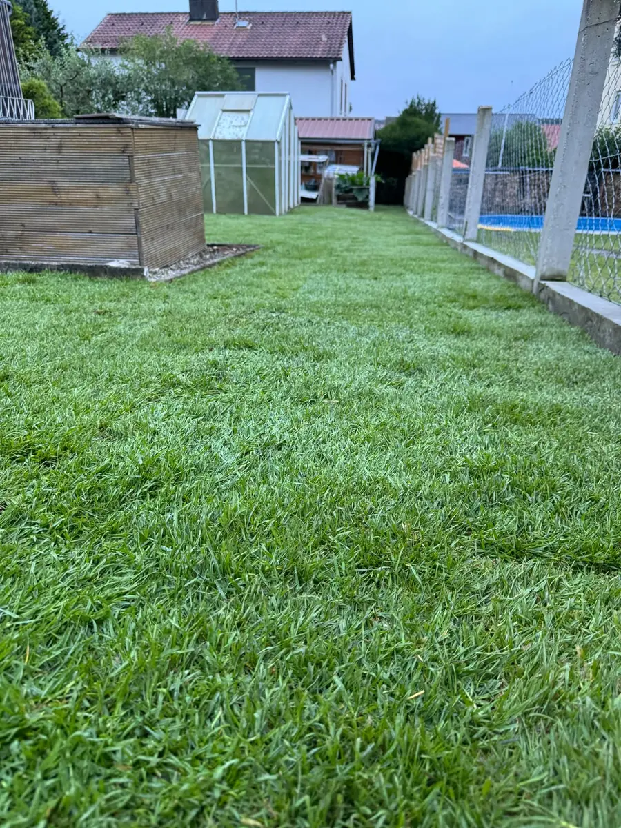 Gepflegte Rasenfläche entlang eines Zauns mit Gewächshaus im Hintergrund