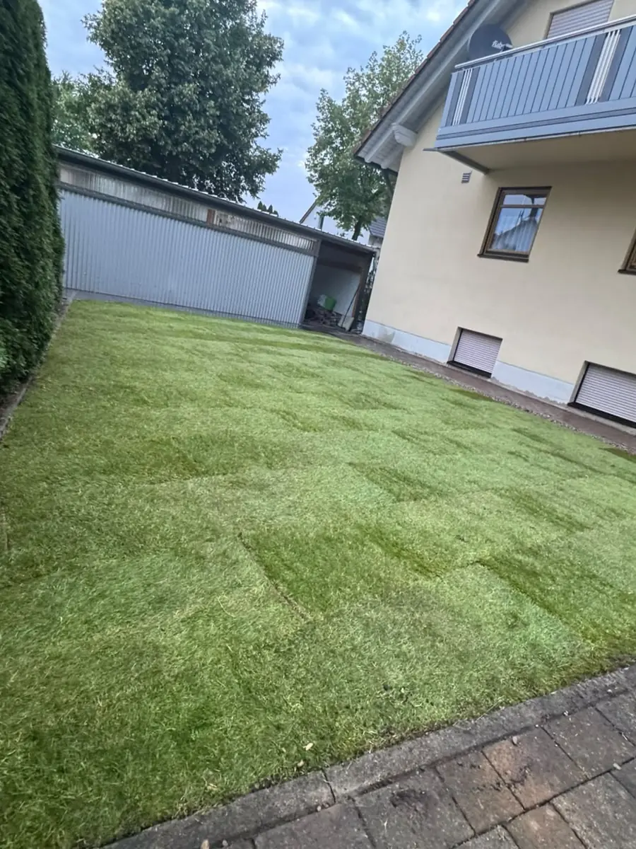 Fertig verlegter, gleichmäßig grüner Rasen zwischen Hecke und Haus